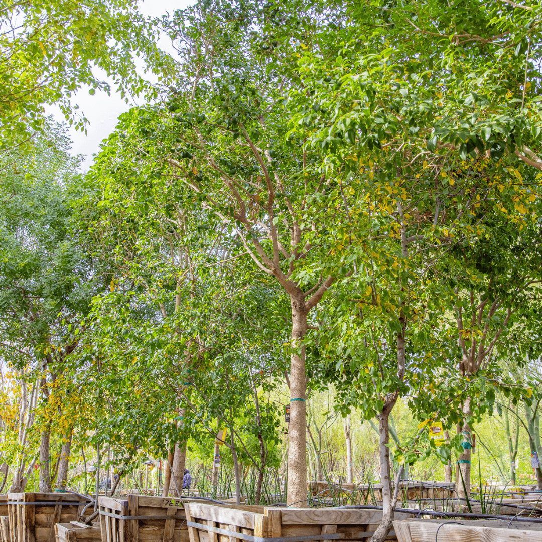 Japanese Privet Tree Row