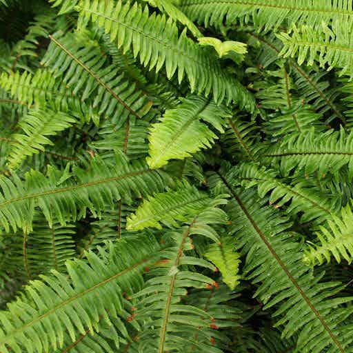 Close up of the foliage of a Kimberly Queen Fern.