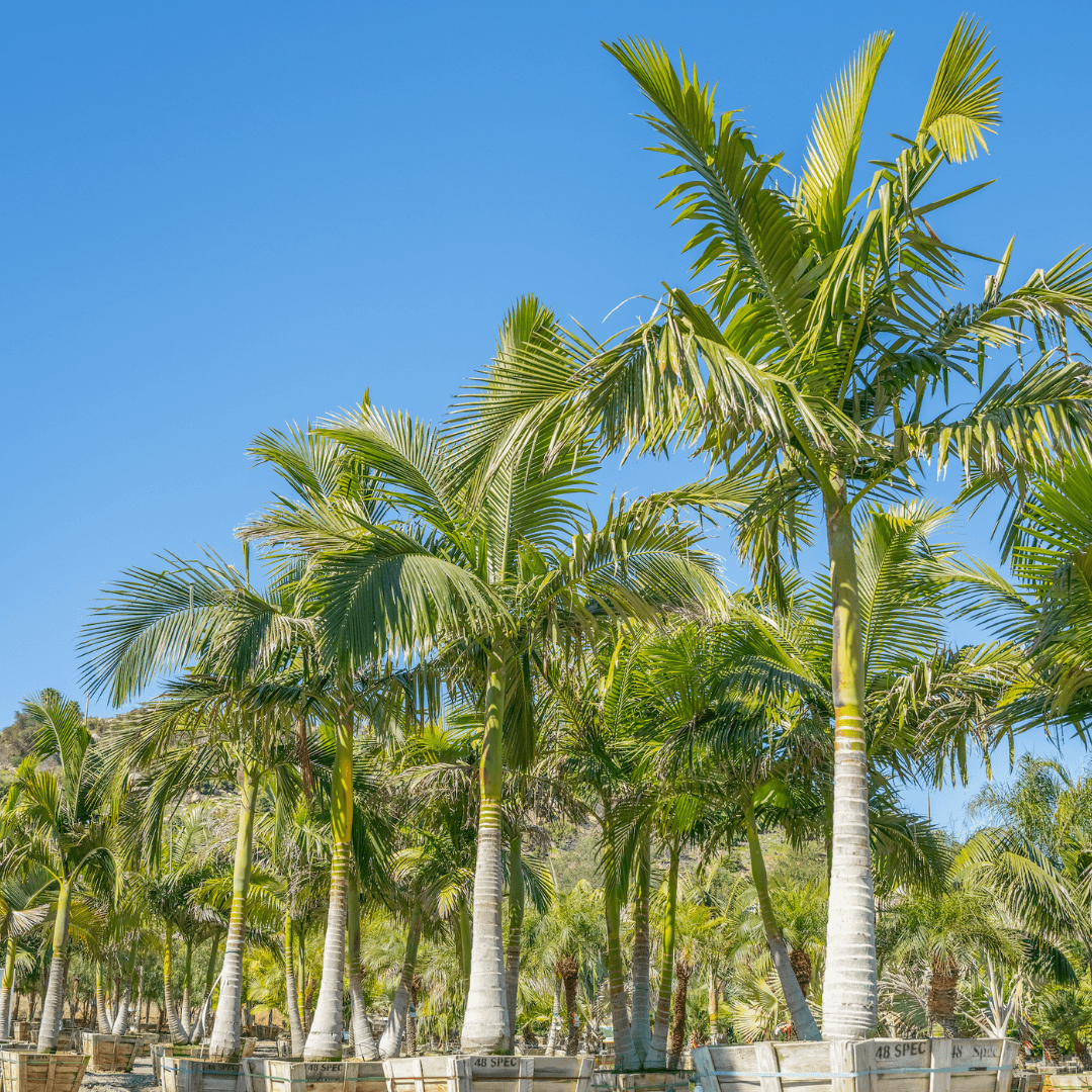 King Palm Row