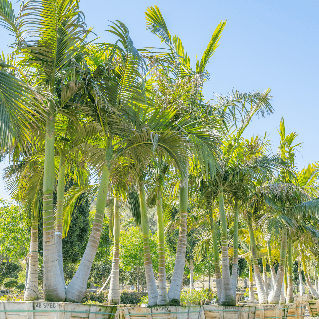 King Palms