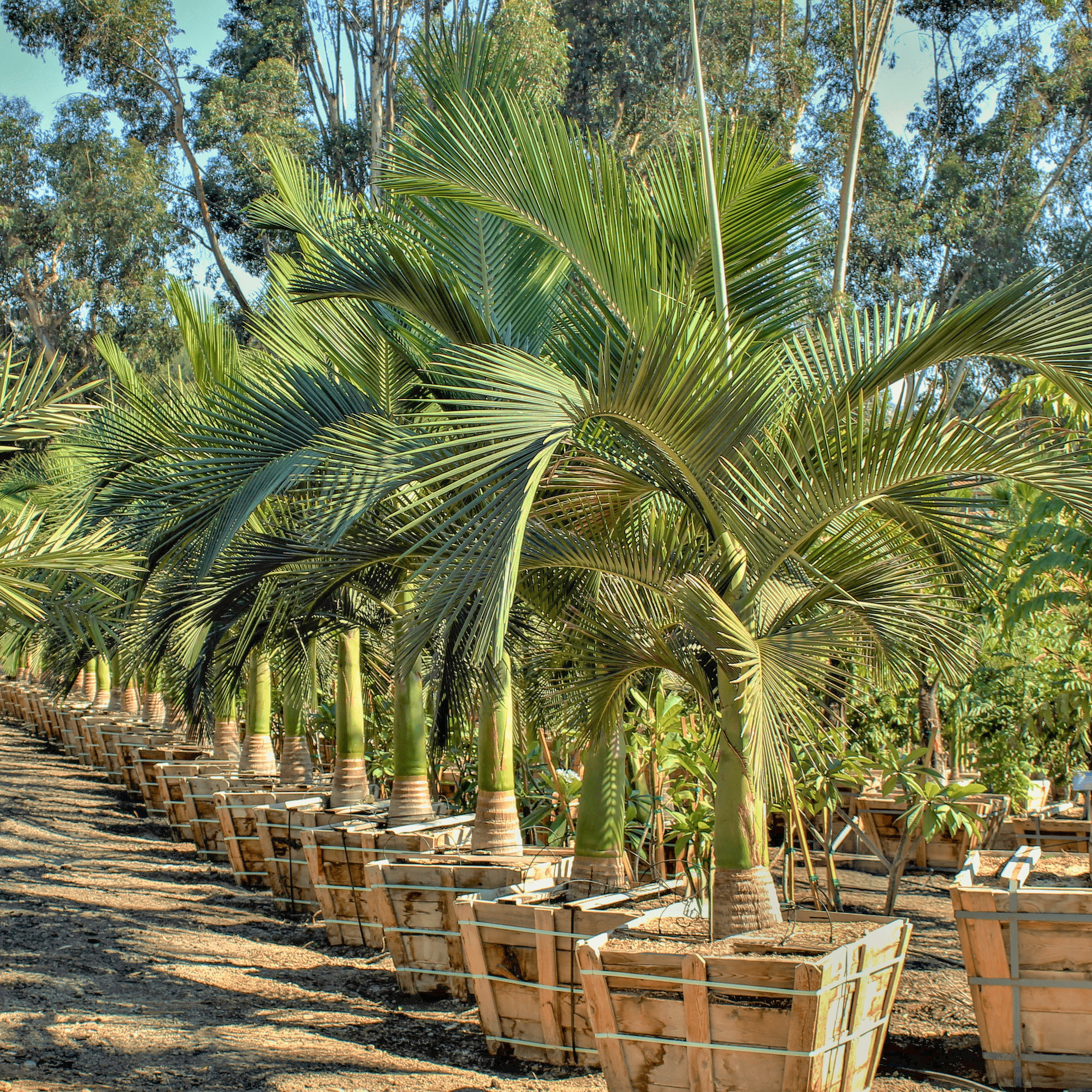 Maxima King Palm row