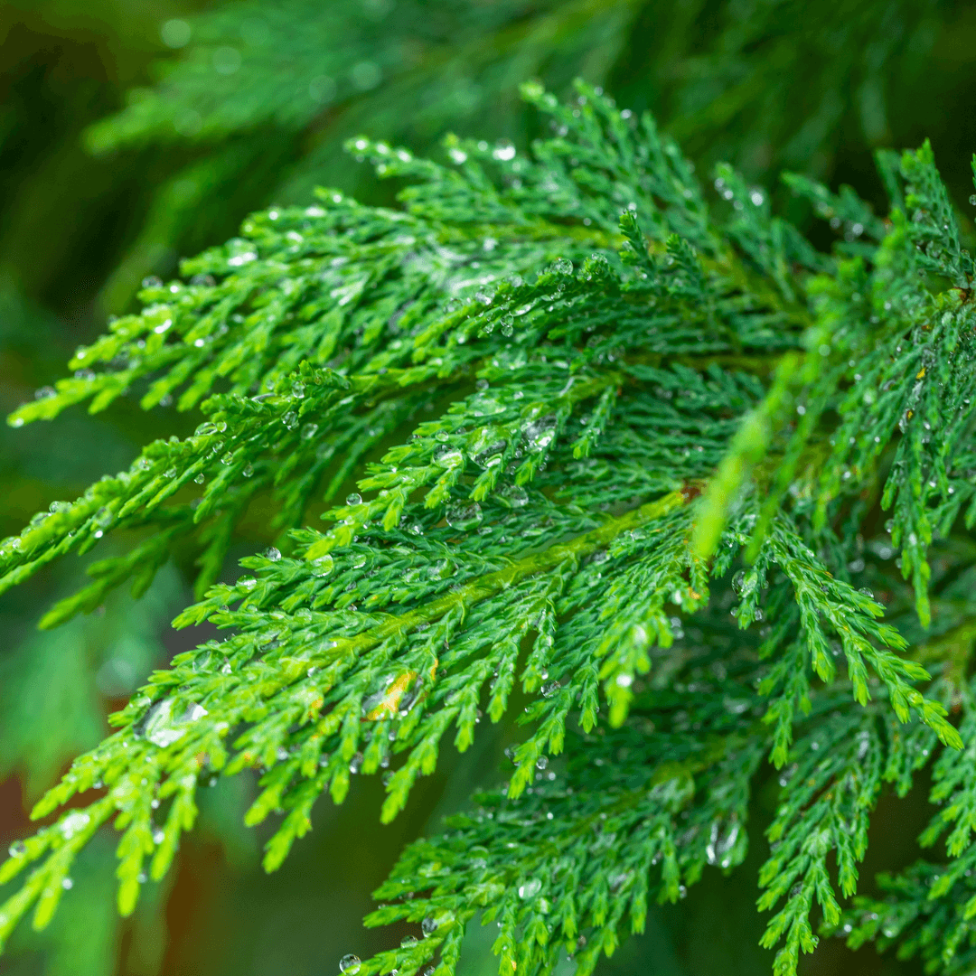 Leyland Cypress Close Up