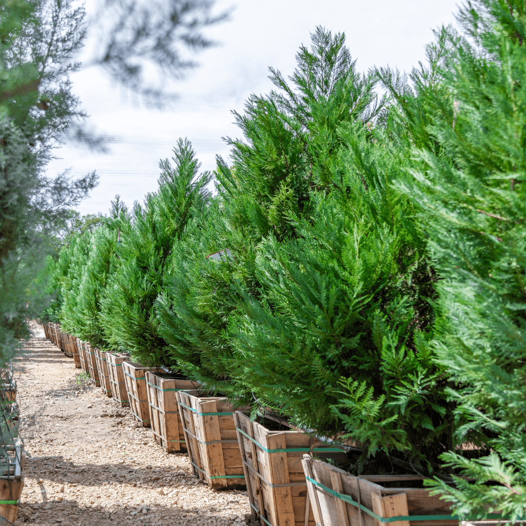 Leyland Cypress Hedges