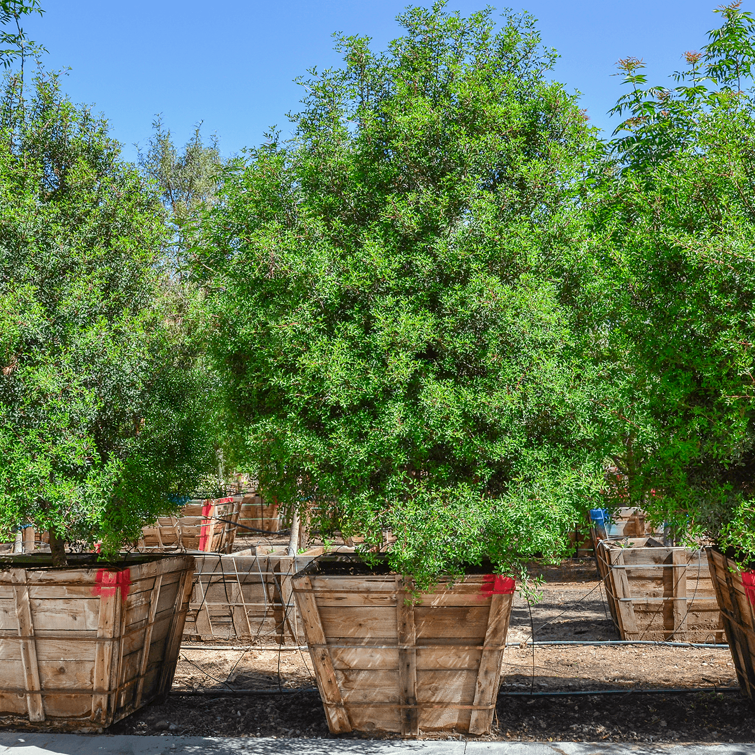 Mastic Hedge