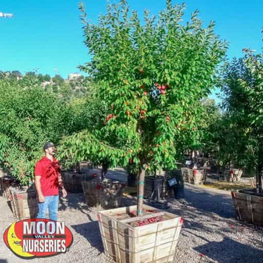 Mexican Plum tree with person