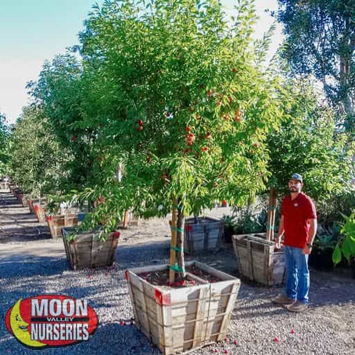 Mexican Plum tree