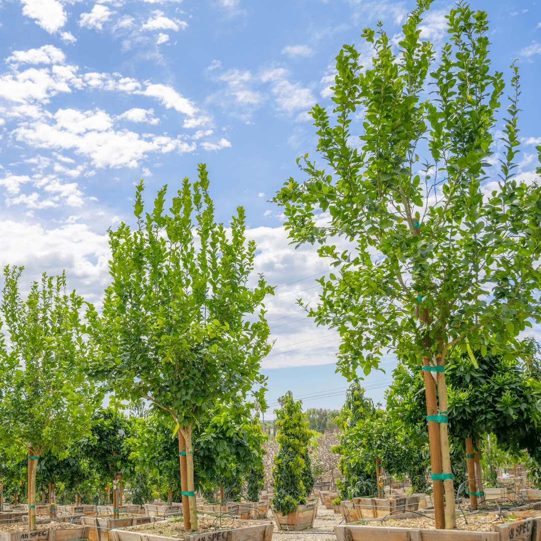 Mexican Lime Trees