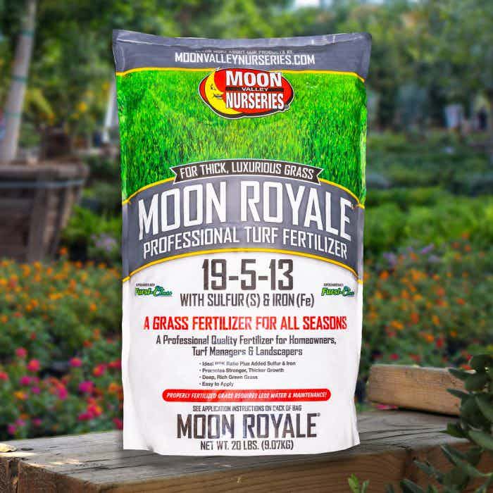 Image of Moon Royale