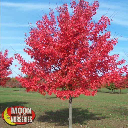 October Glory Red Maple in park