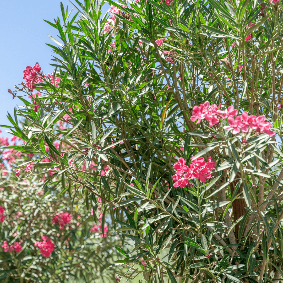 Oleander Hedge Close Up