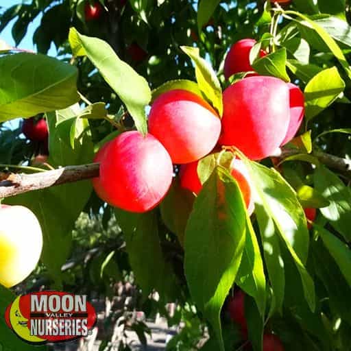 Mexican Plum fruit