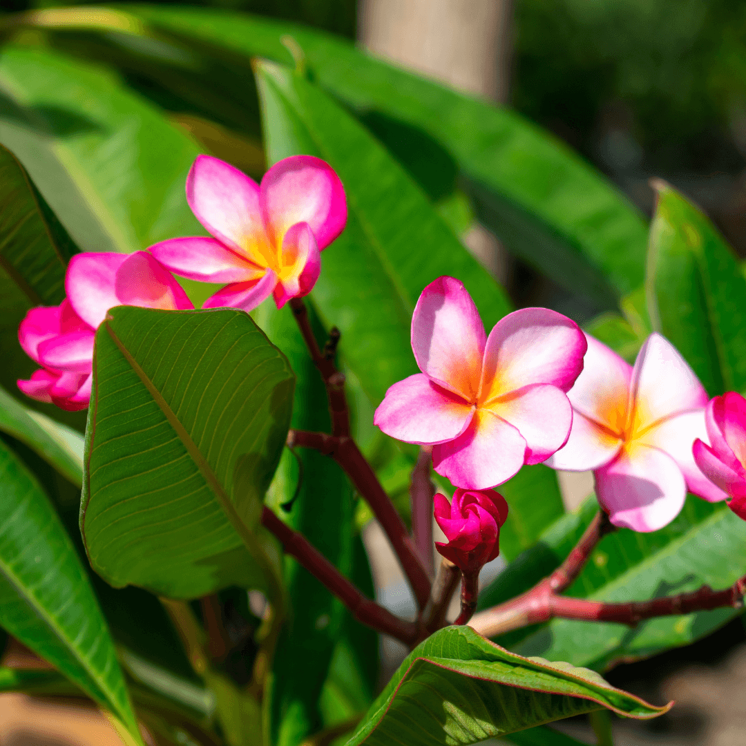 Plumeria Flowers