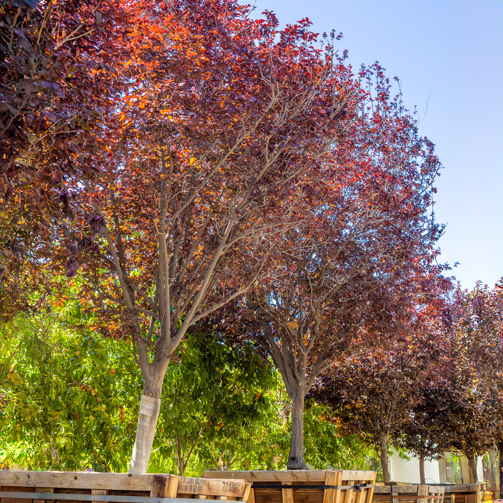 purple leaf plum trees