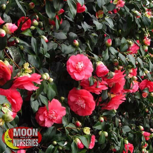 Sasanqua Camellia Flowers up close