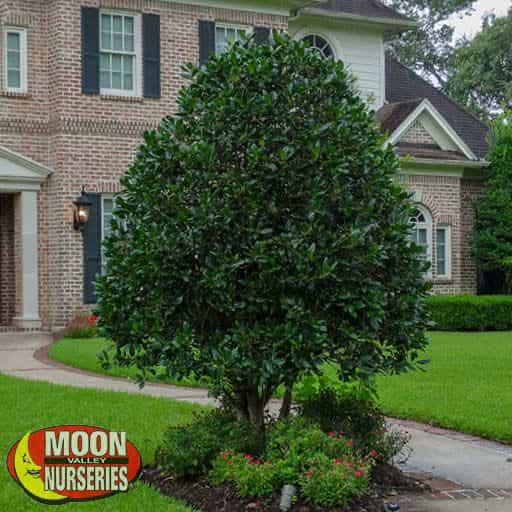 Savannah Holly Tree in Front Yard