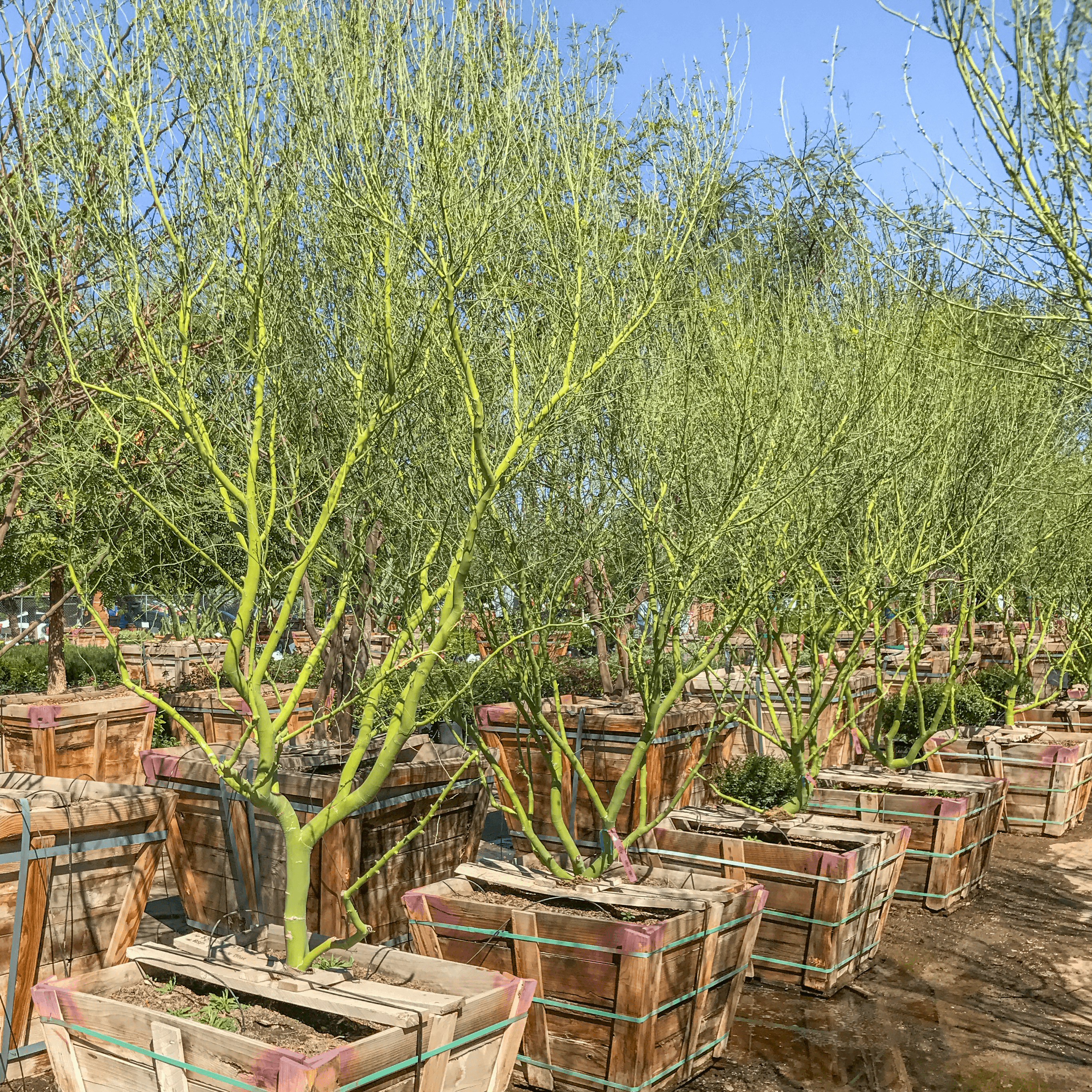 thornless blue palo verde