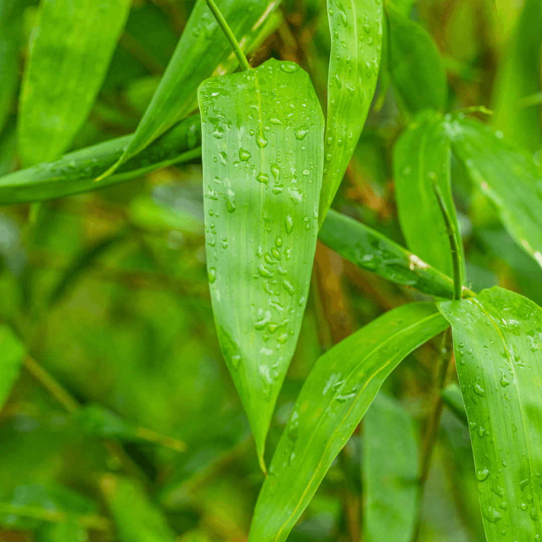 Timber Bamboo Foliage Close Up