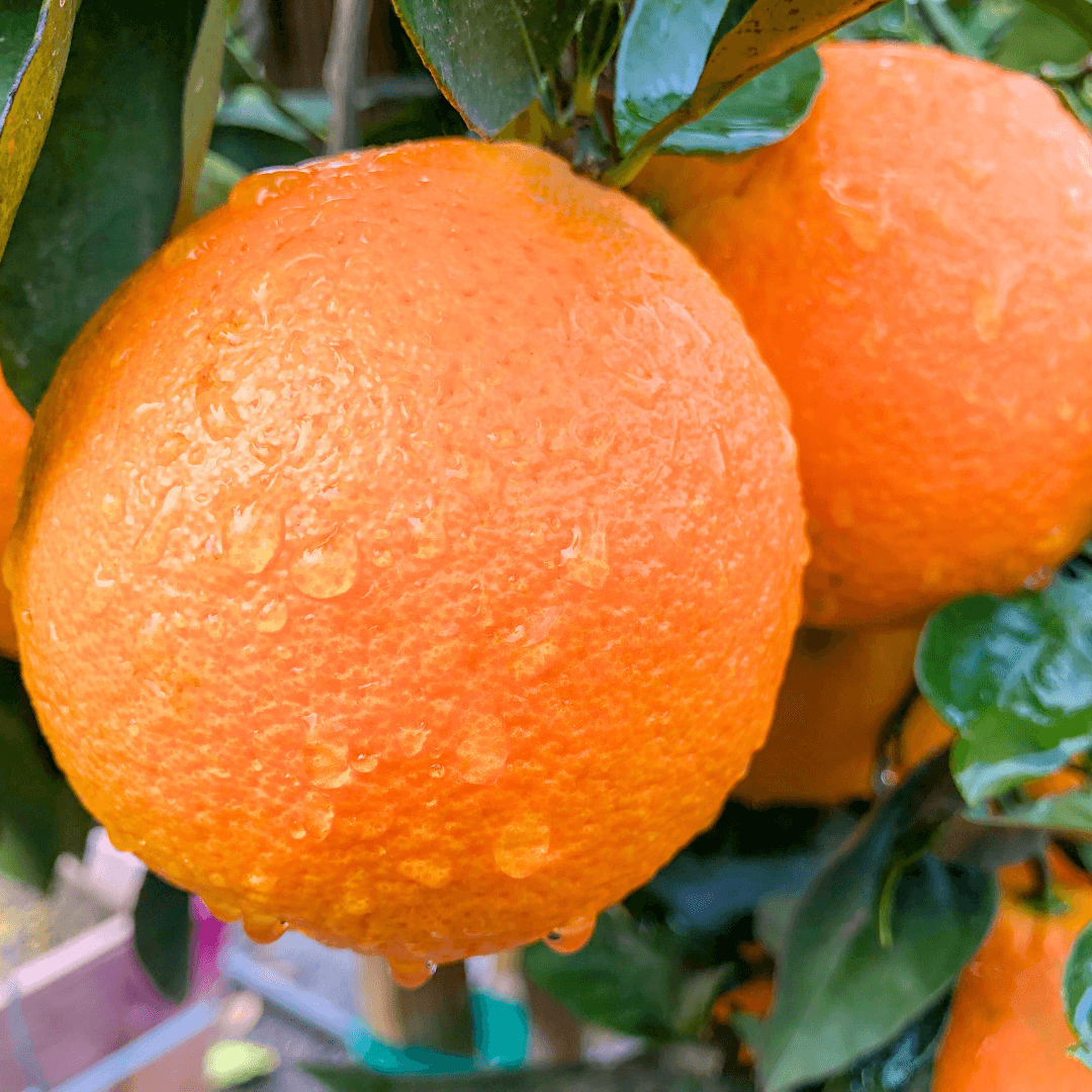 Valencia Orange Tree