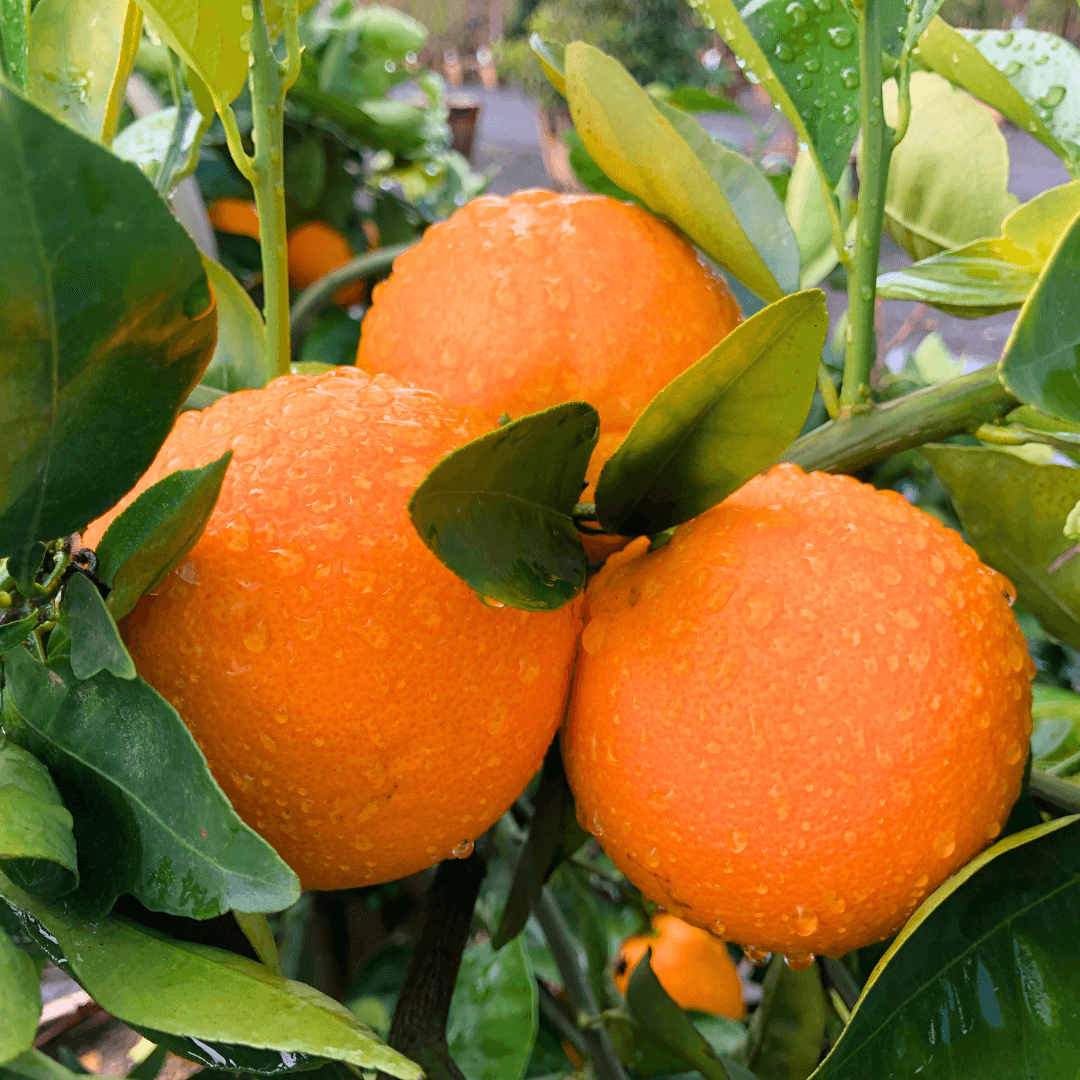 Valencia Oranges