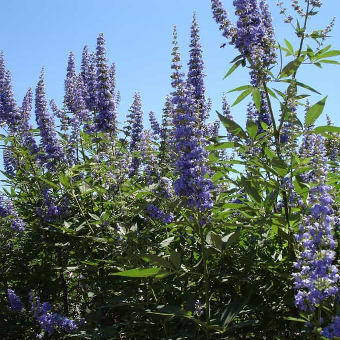 Moon Valley Nurseries Vitex