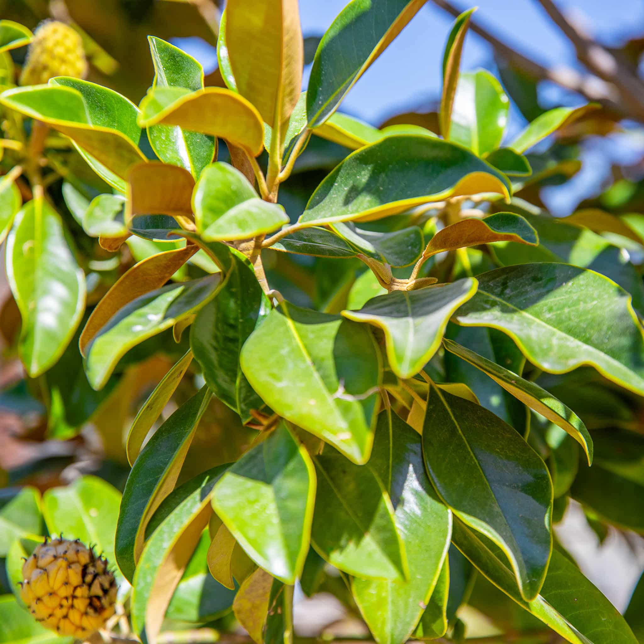 Claudia Wannamaker Magnolia leaves