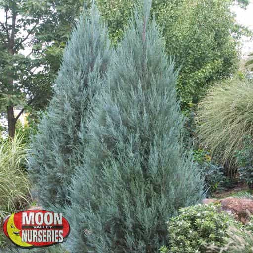 Wichita Blue Juniper in a landscape