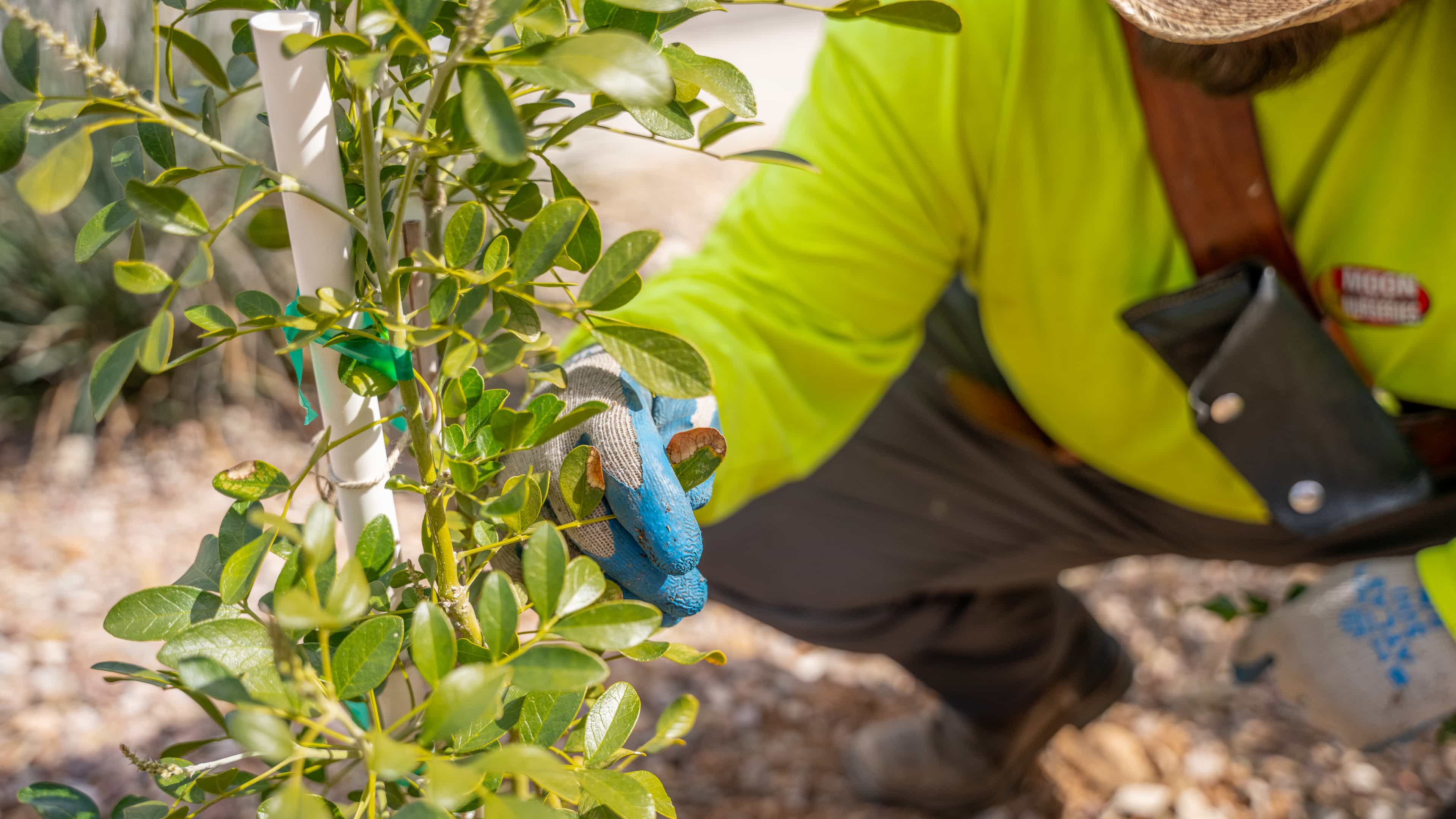 Close up shot of a MVP Pro Care specialist inspecting the leaves on a young tree.