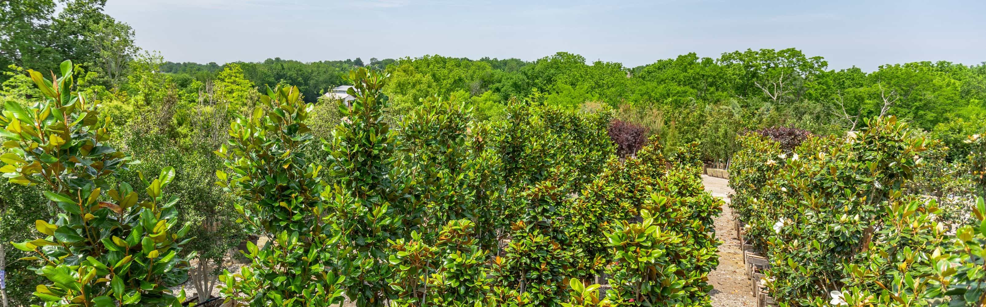 Aerial view of farm - Large