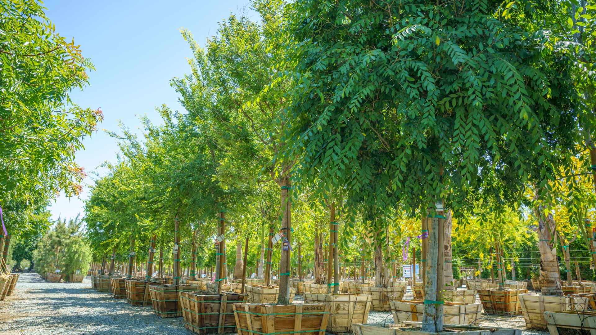Row of Chinese 'True Green' Elms at a Moon Valley Nurseries location.