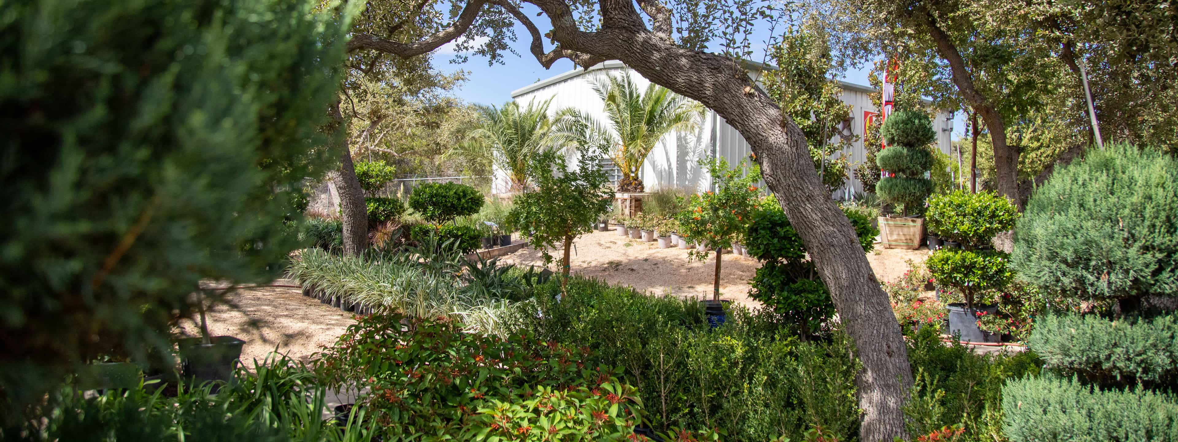 Moon Valley Nurseries Dripping Springs