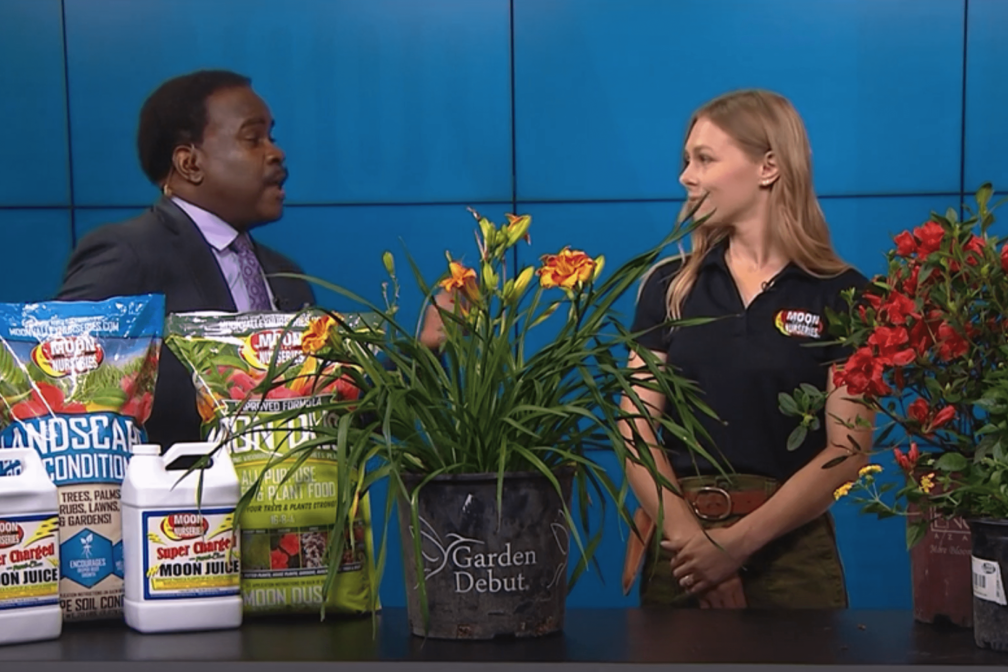 How to Keep Plants healthy in the Summer Heat