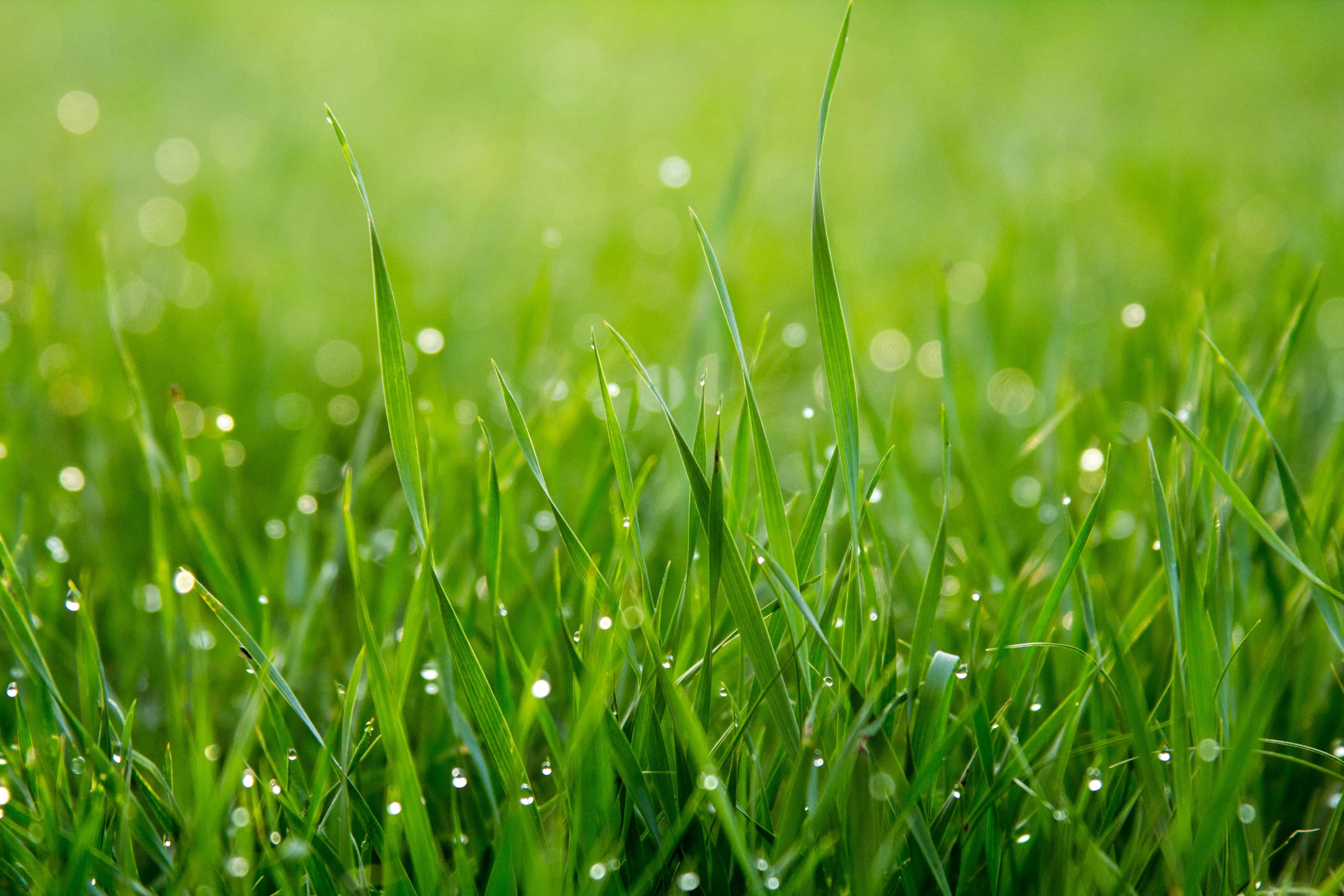 Nursery pros share best practices for growing grass