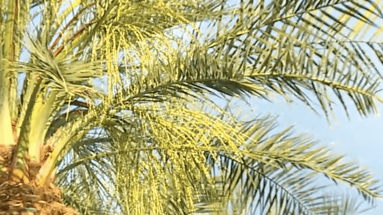 palm tree