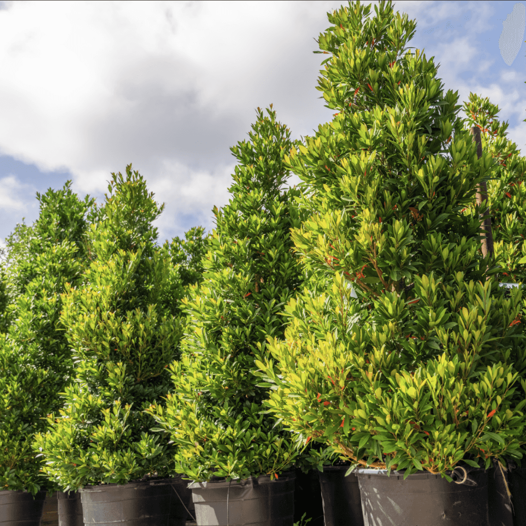 Multiple Mature Japanese Blueberry Plants in a Row at Nursery