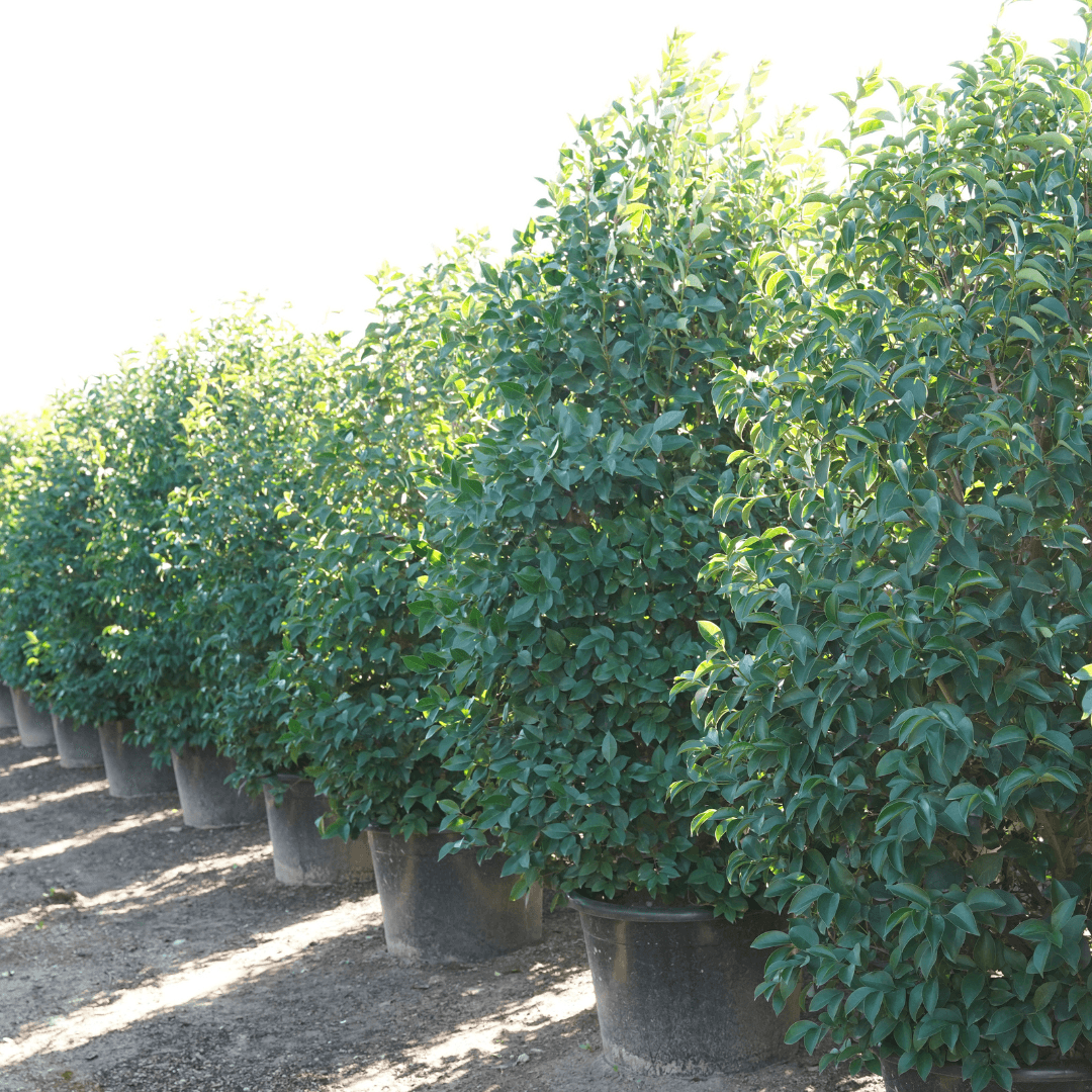 Multiple Mature Japanese privet hedge in a row