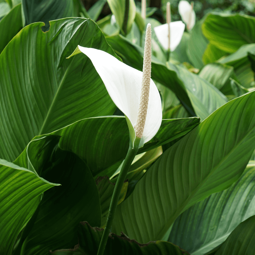 Lush Blooming Peace Lily