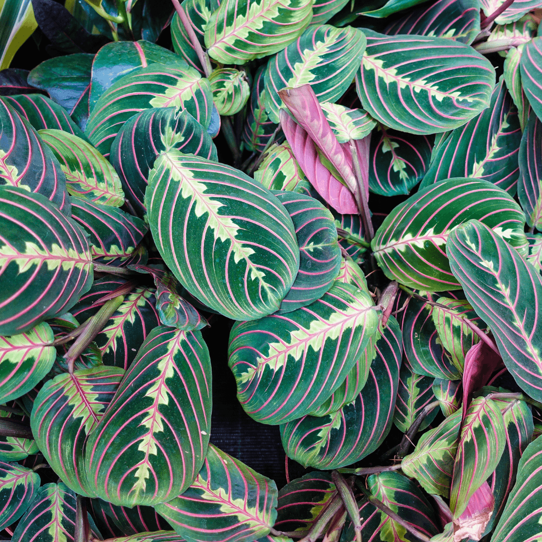 Colorful Potted Prayer Plant