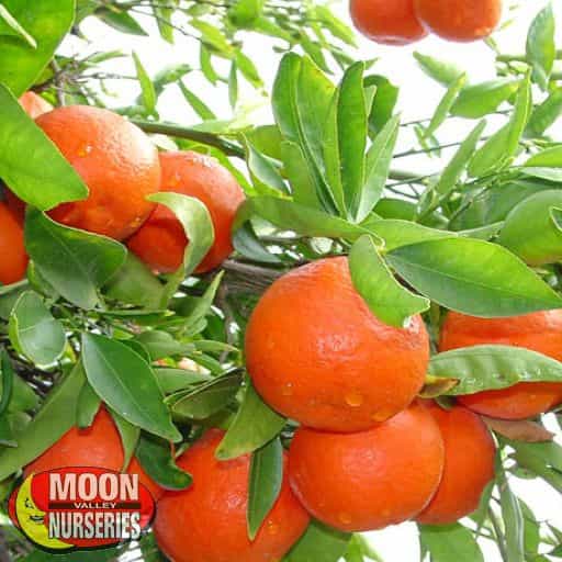 Sunburst Tangerine Close-up