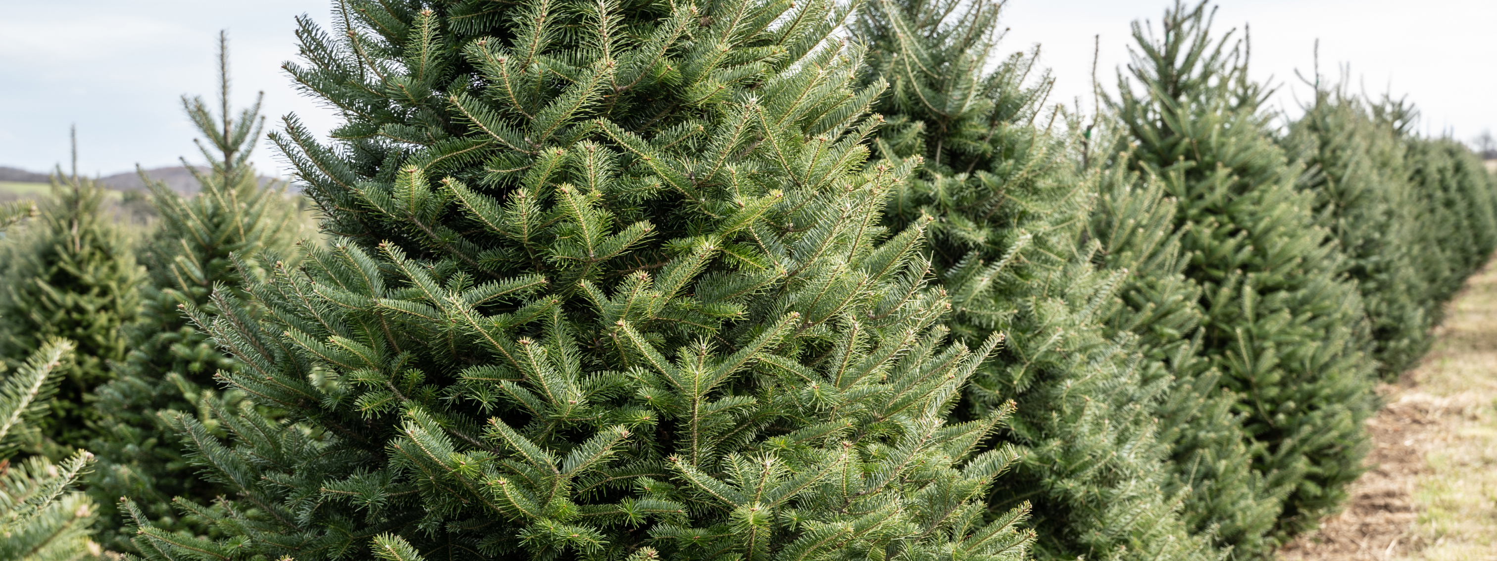 Row of Christmas Trees