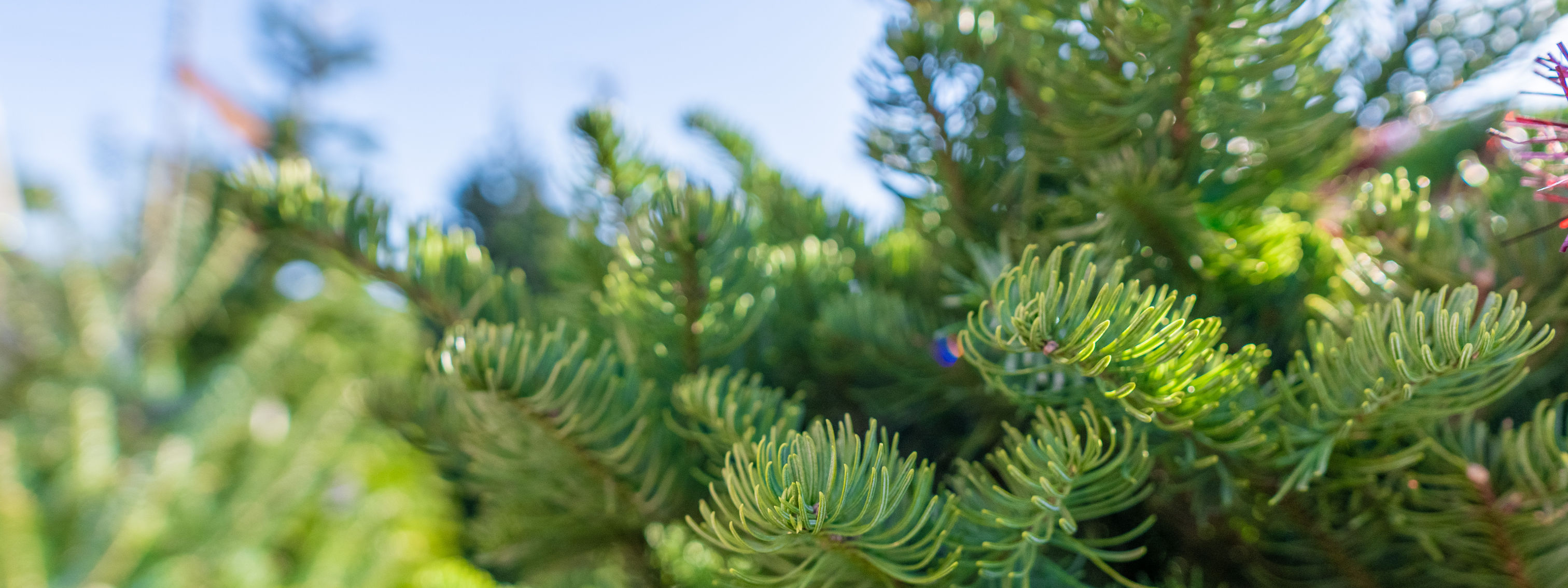 Row of Christmas Trees